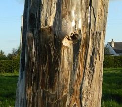 Petrified wood by Jurassic Stone - Something Different