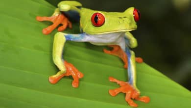 Is it easy to be green?
