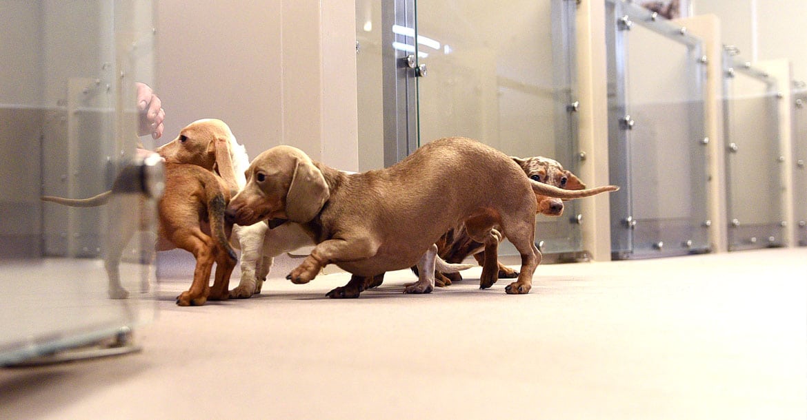 Altro Cantata Flooring creates a relaxing environment for playful Dachshunds